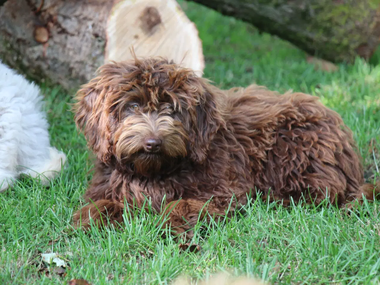 Billede 8 - Goldendoodle Doodledoodle Cavapoo