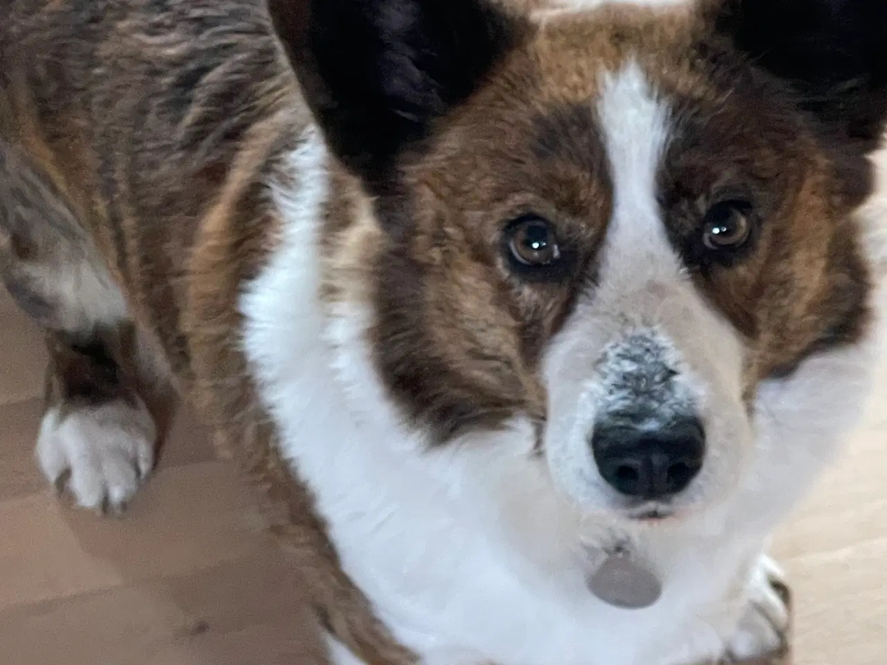 Billede 1 - Welsh Corgi Cardigan Tæve