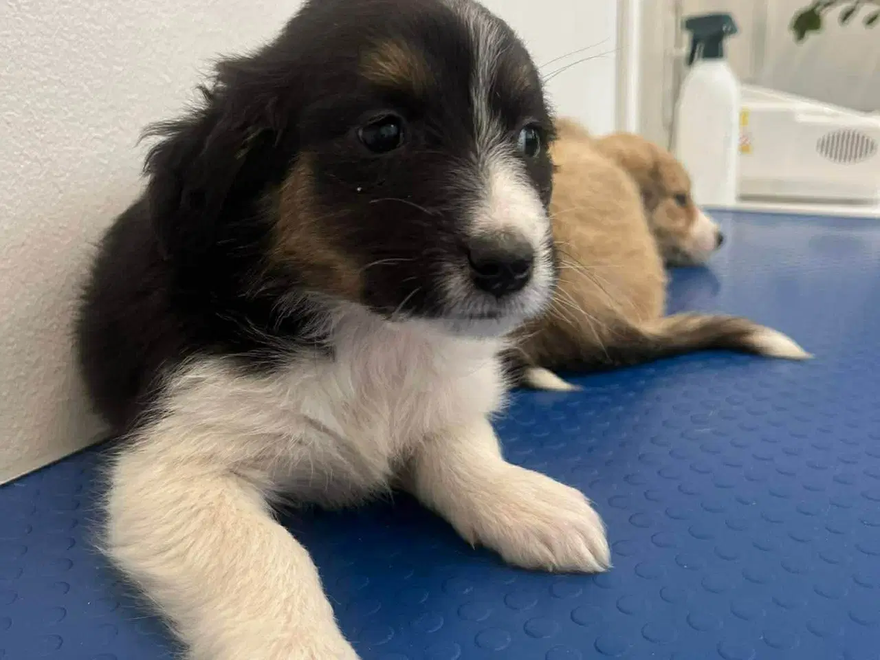 Billede 1 - Skønne Nuri søger et kærligt hjem