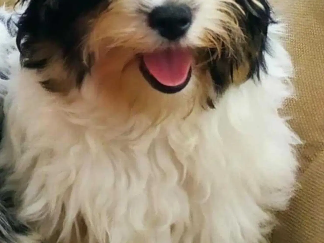 Billede 4 - Yorks Terrier Biewer