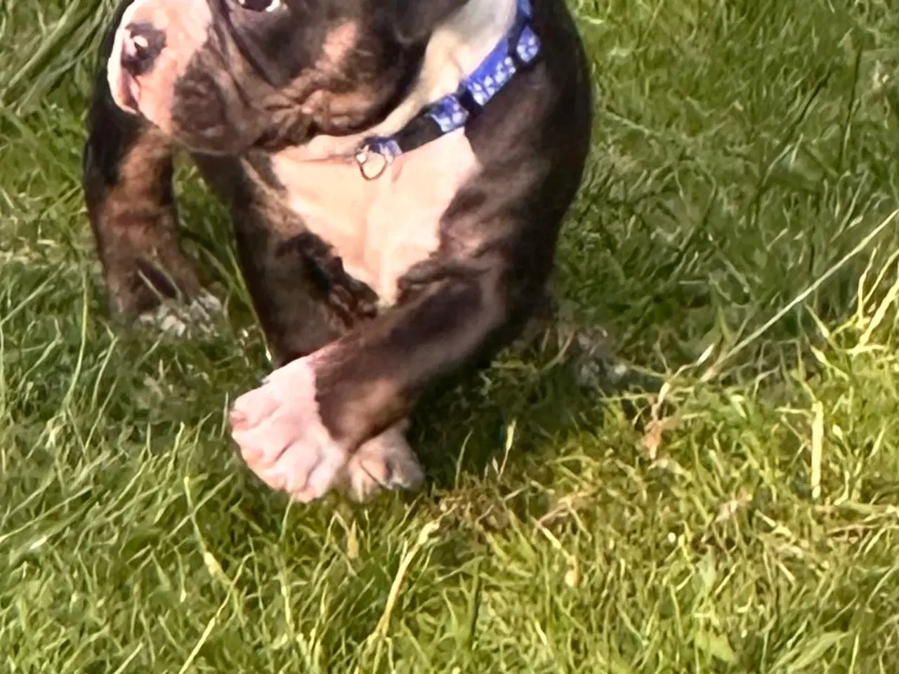 Billede 5 - New english bulldog