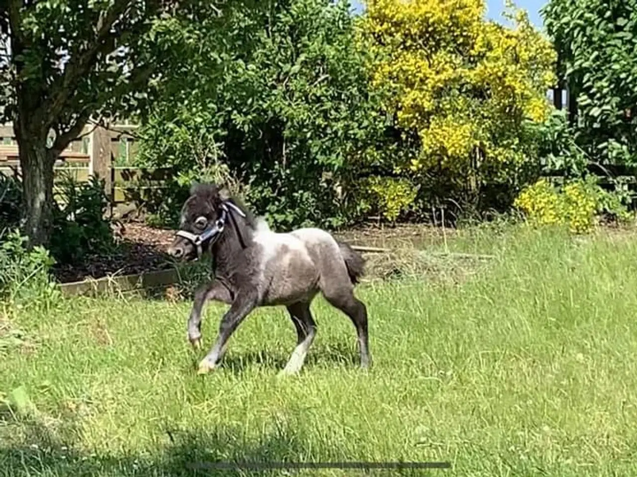 Billede 4 - Mini shetlands hoppeføl