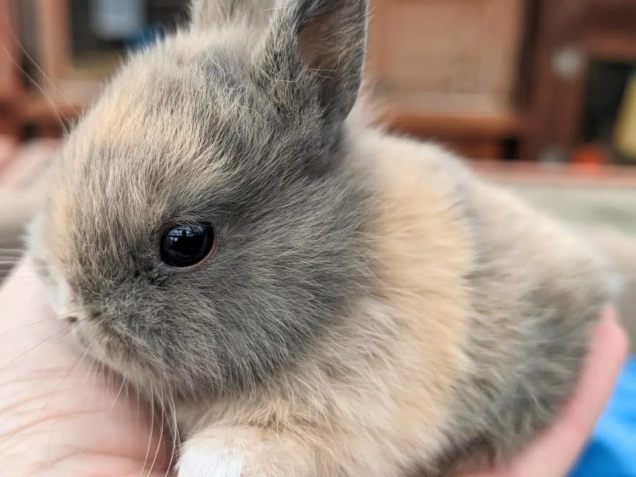 Billede 6 - Hermelin kaninunge sælges 