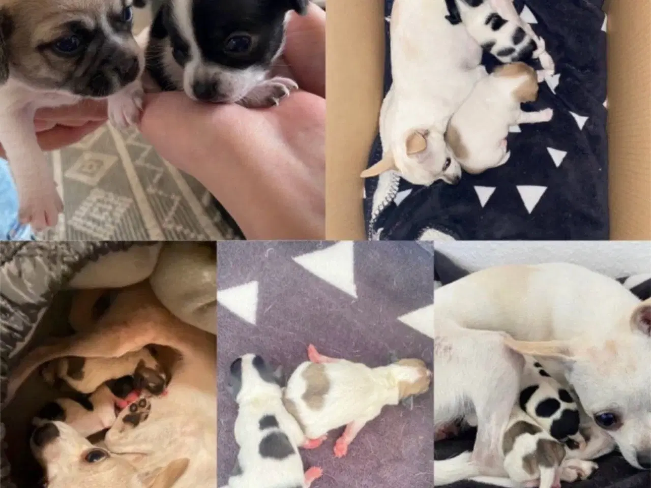 Billede 5 - Chihuahua han tilbydes til parring/avl 