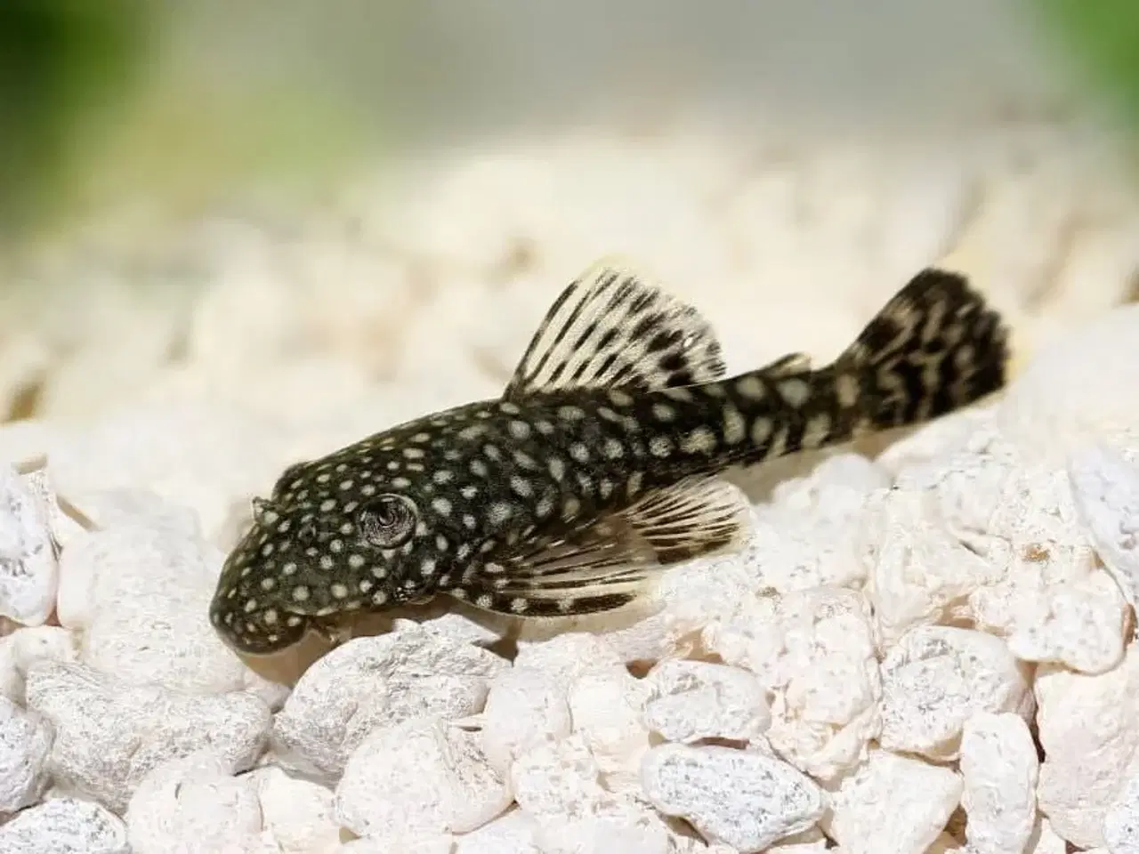 Billede 2 - Ancistrus Bristlenose Pleco
