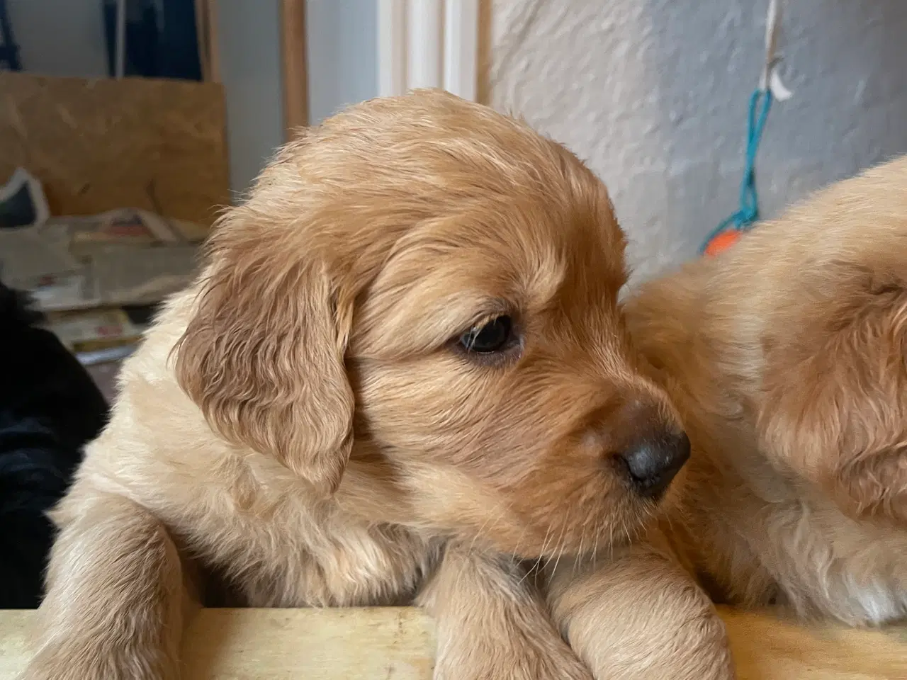 Billede 1 - Golden retriever mix hvalpe