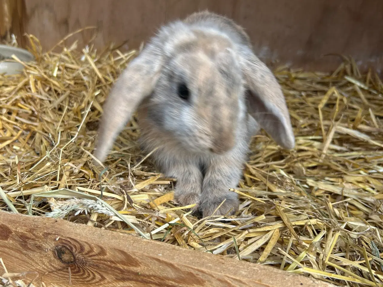 Billede 3 - Dværg vædder 