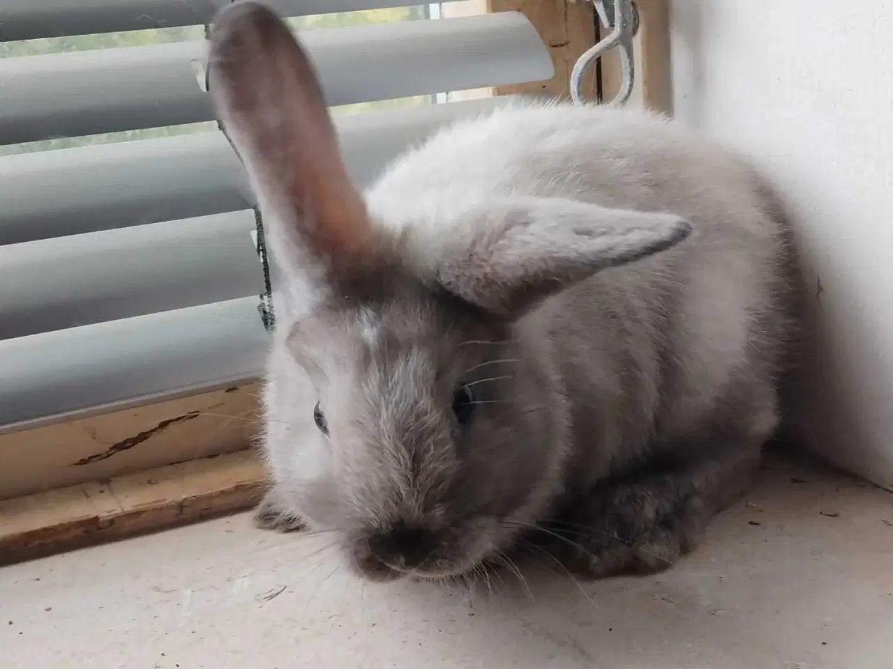 Billede 4 - Sød og kælen Mini-lop mix 