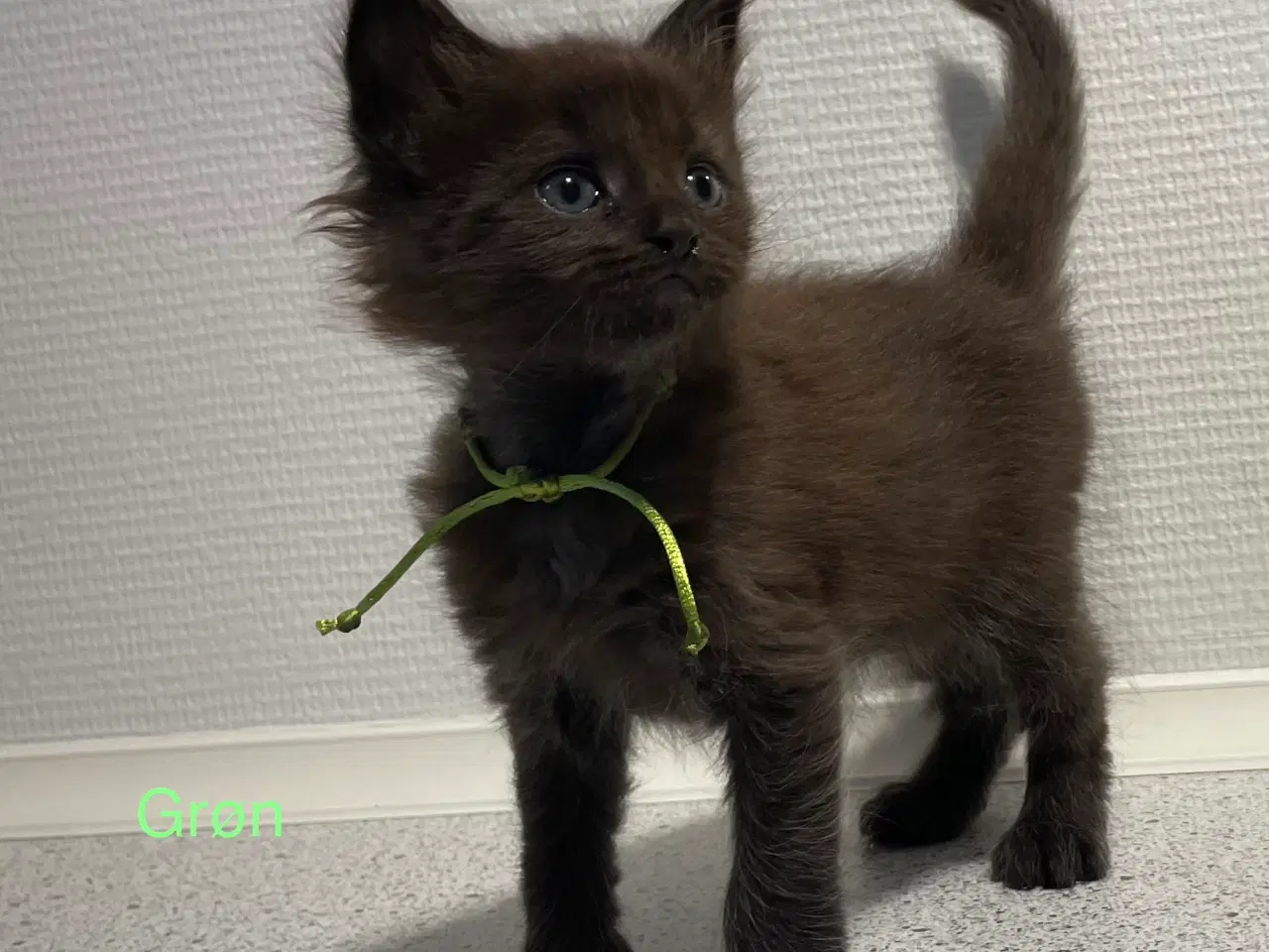 Billede 6 - Maine Coon Killinger
