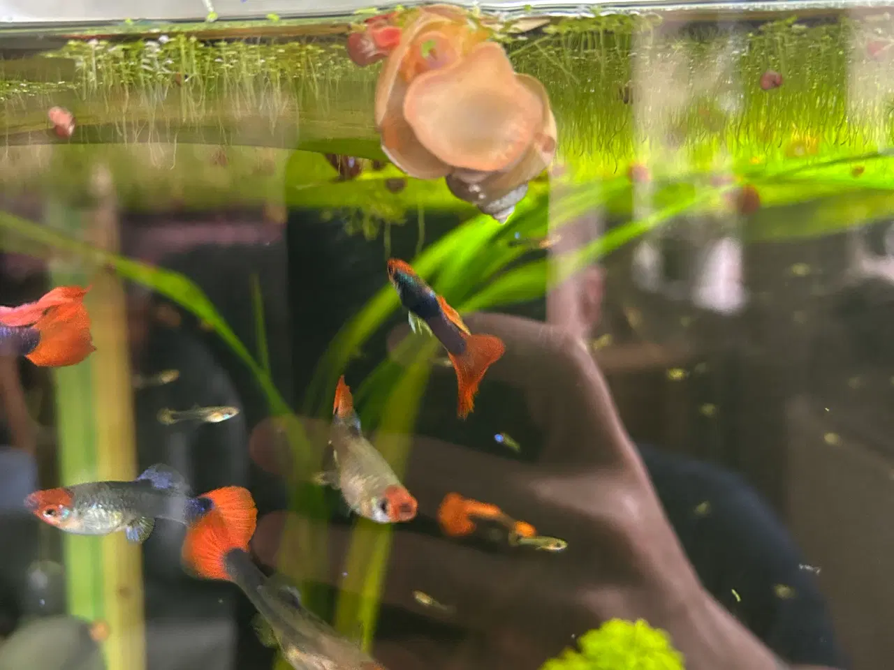 Billede 10 - ❤️🐟 Rednose Dumbo Guppy – Smuk Kontrast (unger)