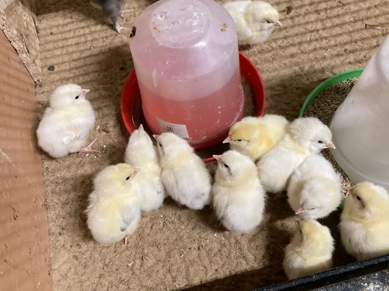 Billede 3 - Kyllinger og rugeæg fra gul orpington og lys susse