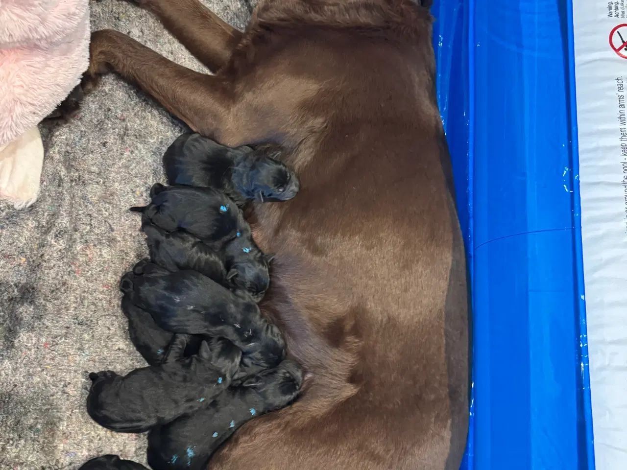 Billede 1 - Labrador hvalpe 