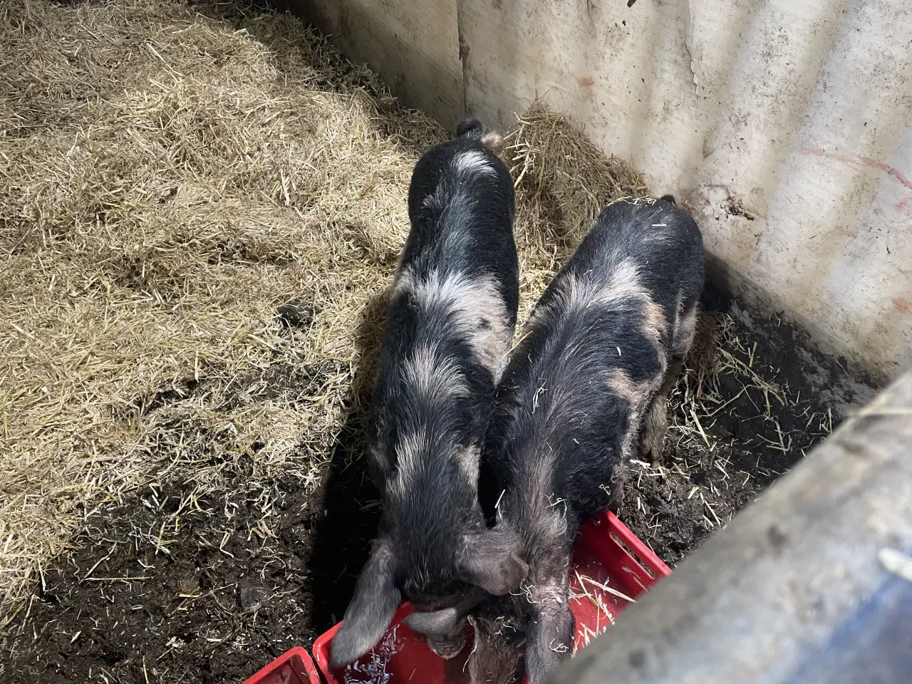 Billede 5 - 2 unge orne