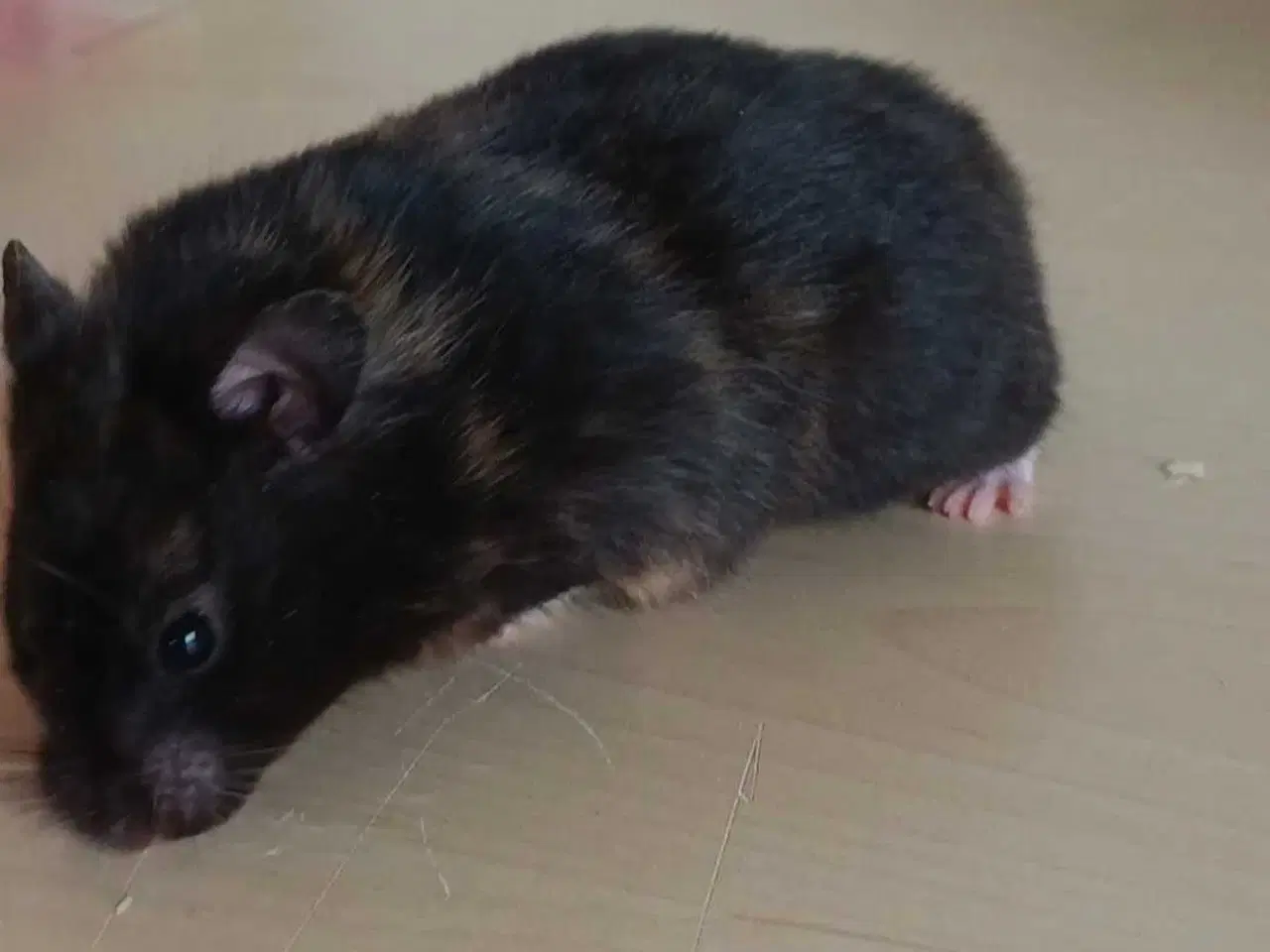 Billede 17 - Guldhamster unger 