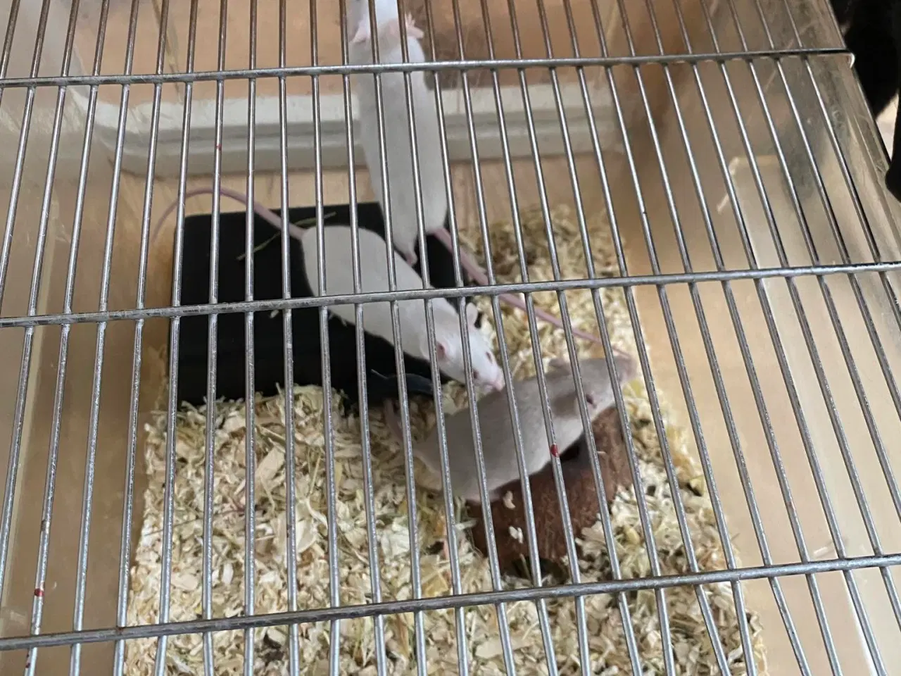 Billede 1 - Lab bur med 3 mus 