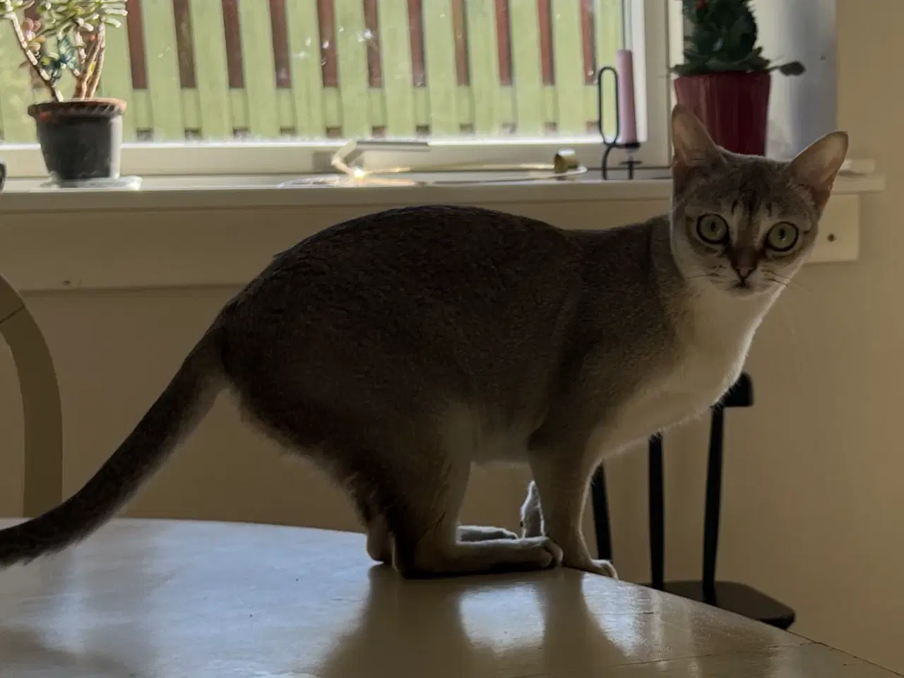 Billede 7 - Singapura