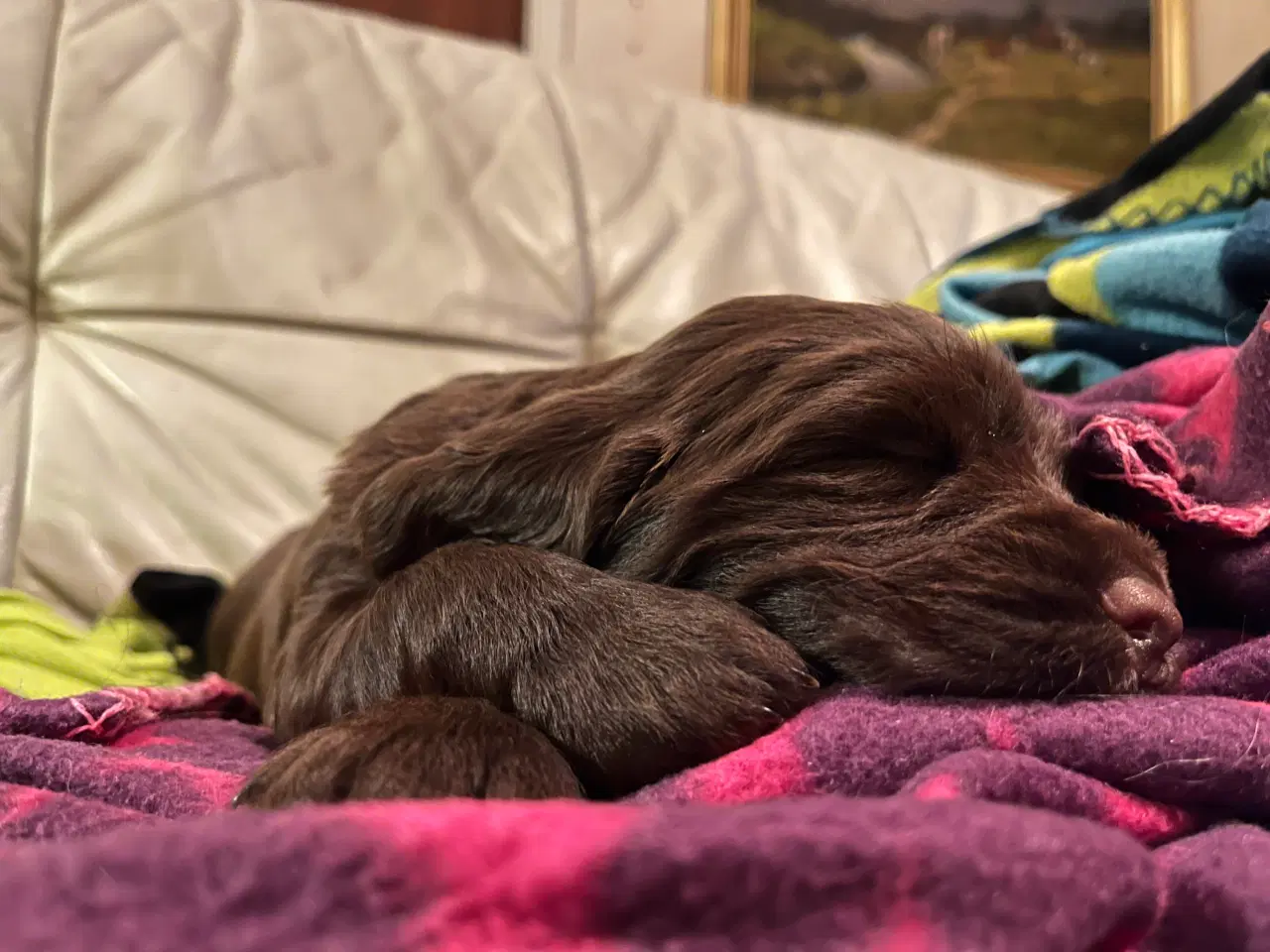 Billede 1 - Working Spaniel (FT)