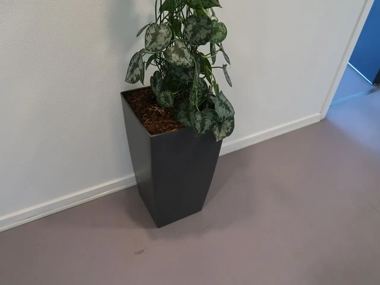Billede 3 - Plante i krukke
