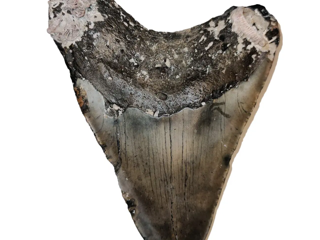Billede 2 - Megalodon tand 13 cm