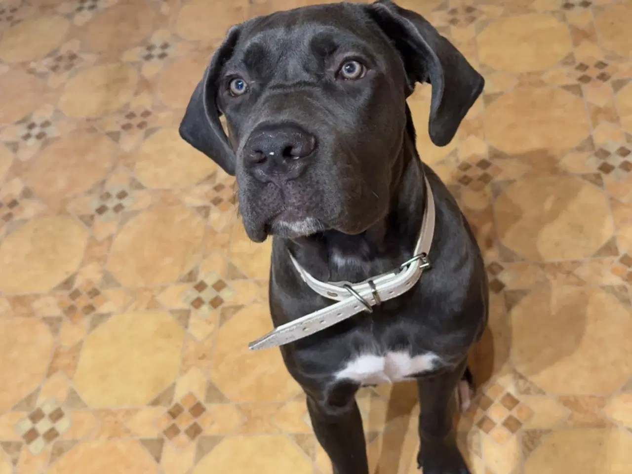 Billede 1 - Cane corso sælges