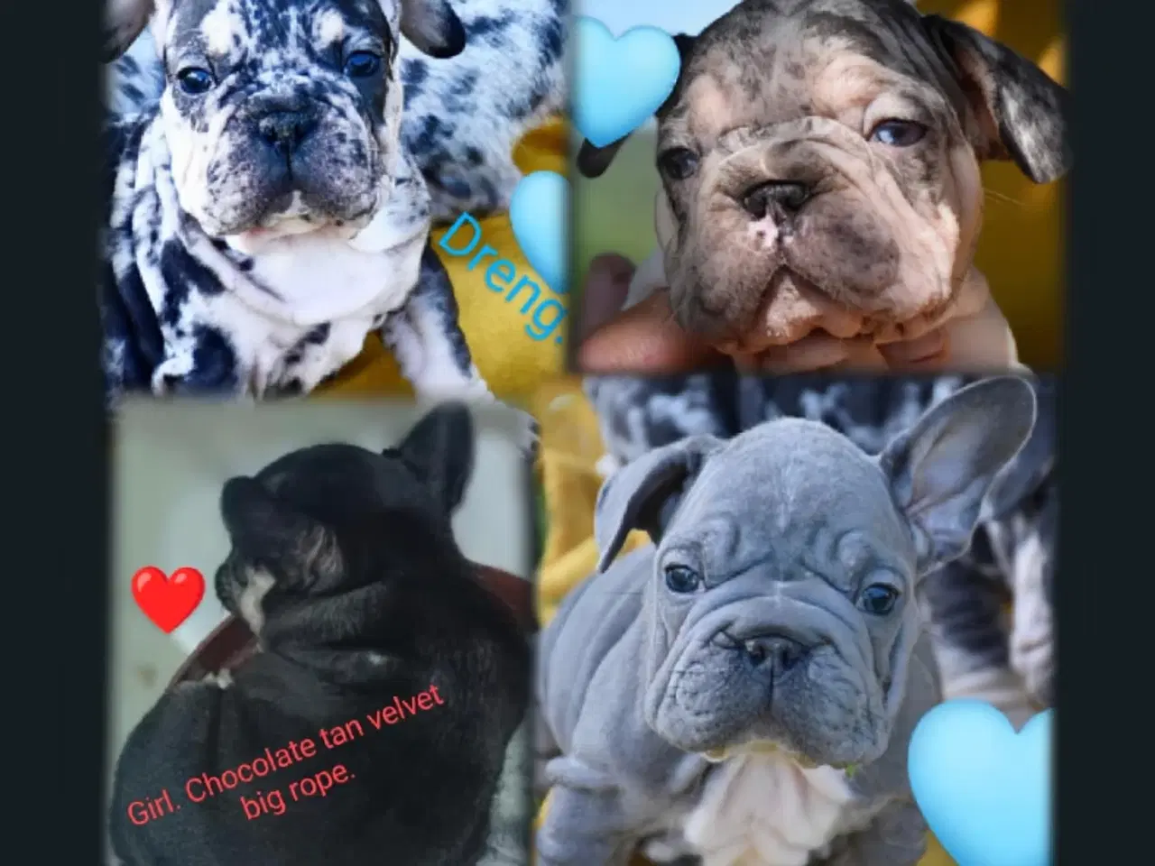 Billede 1 - Fransk bulldog 