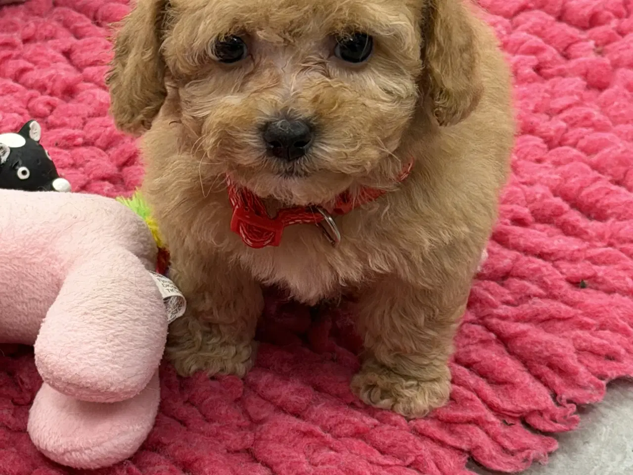 Billede 6 - Maltipoo piger rejseklar 