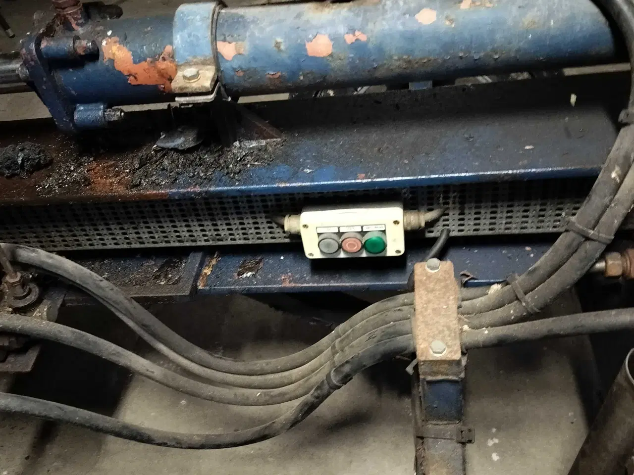 Billede 2 - Stor brændekløver 