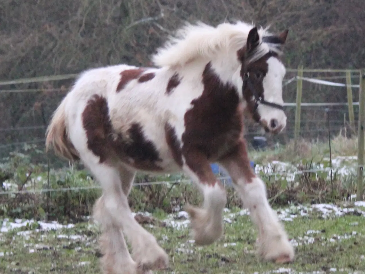 Billede 1 - Tinker /Irish cob hoppe føl