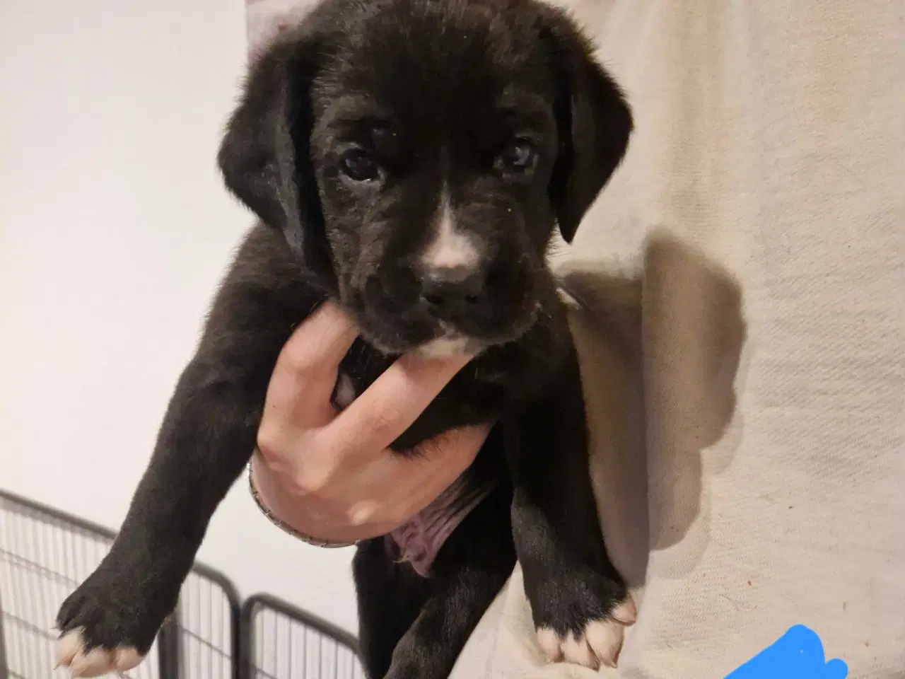 Billede 1 - Dejlige familie blandings basser 