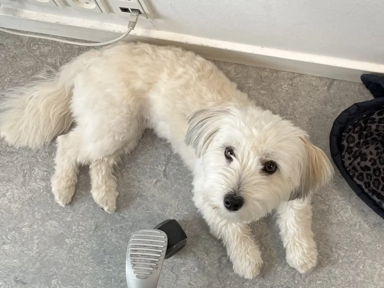 Billede 2 - Familievenlige Bomuldshund/Havanaise × Maltipoo hv