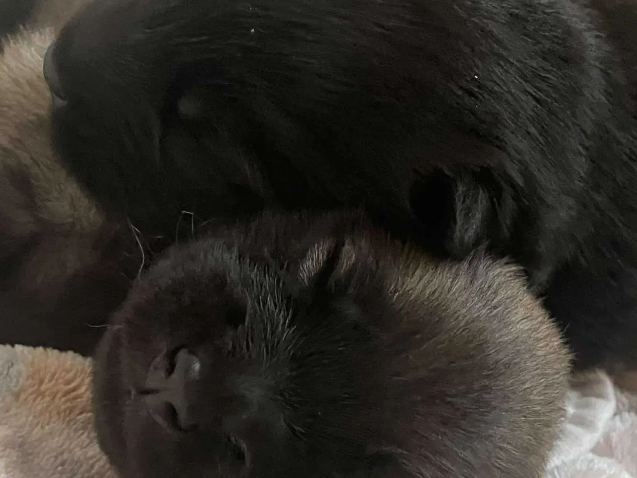 Billede 2 - Eurasier hvalpe sælges