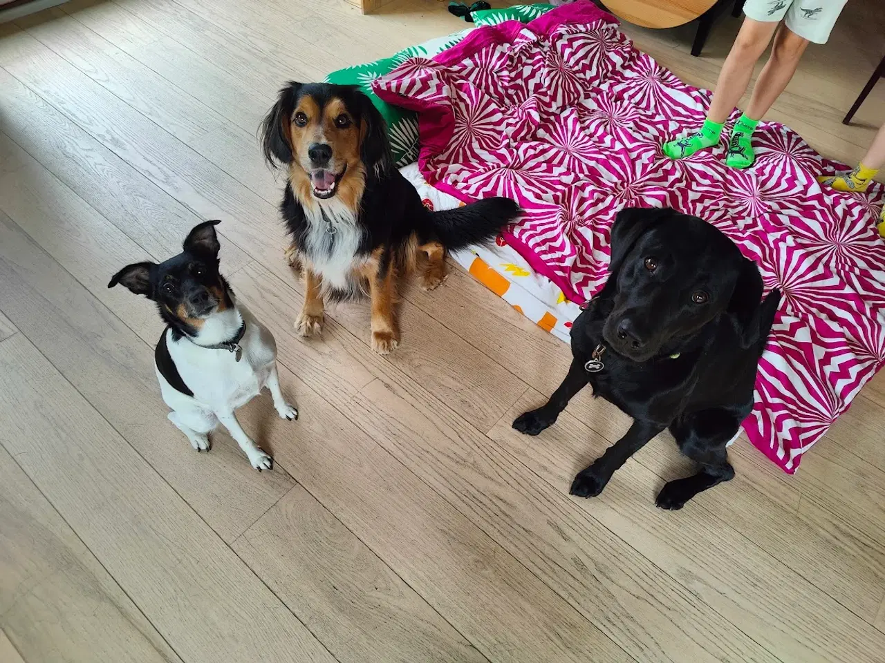 Billede 2 - F1 Labrador udbydes til parring