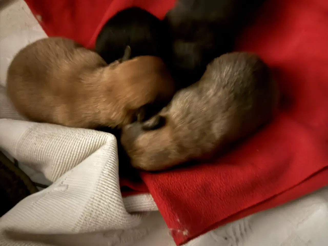 Billede 1 - Pomeranian hvalpe