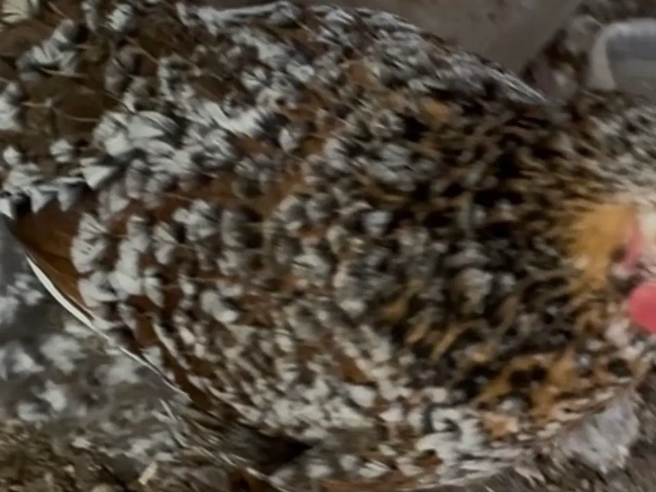 Billede 2 - Blomster høne