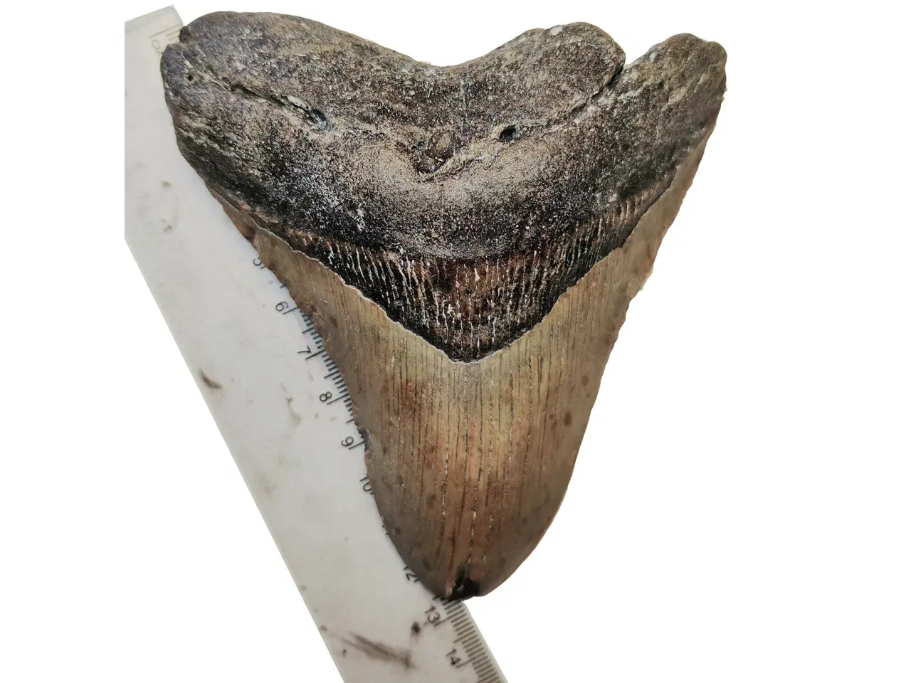 Billede 5 - Megalodon tand 12,9 cm
