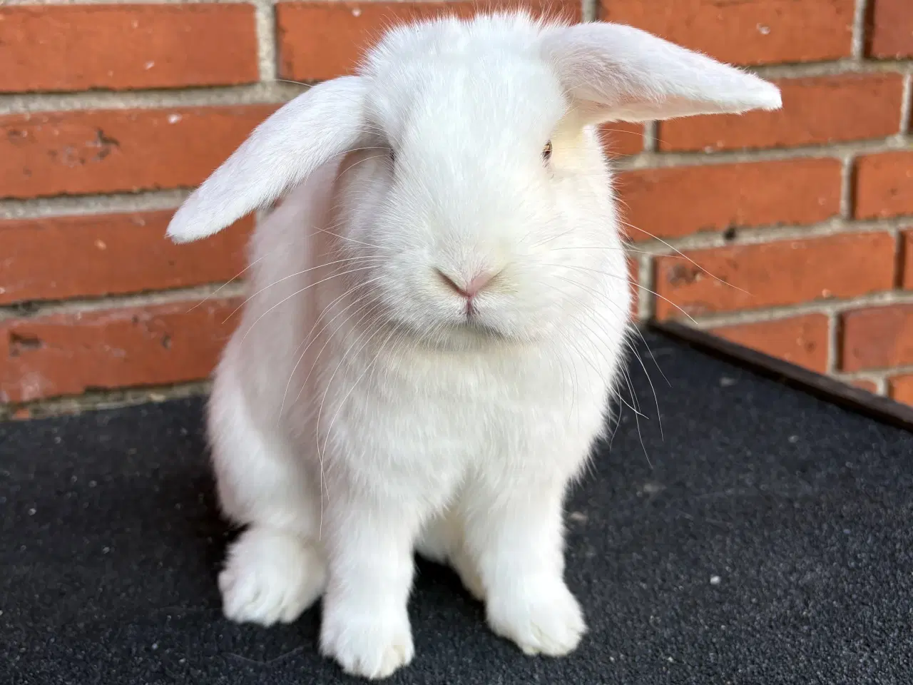 Billede 4 - HUN kanin