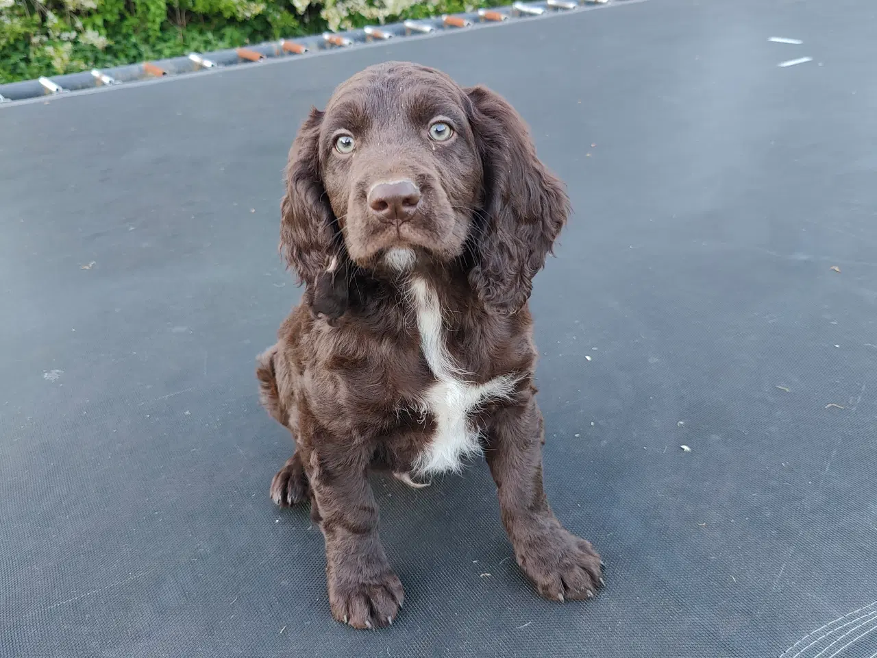 Billede 4 - Hundehvalpe Kleiner Münsterländer 
