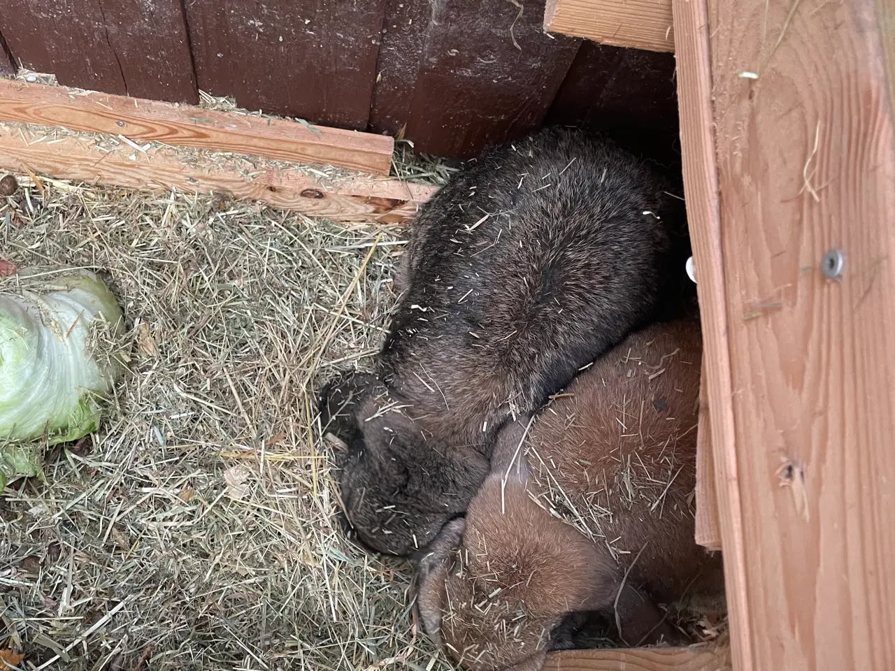 Billede 1 - kaniner bortgive til trygt hjem