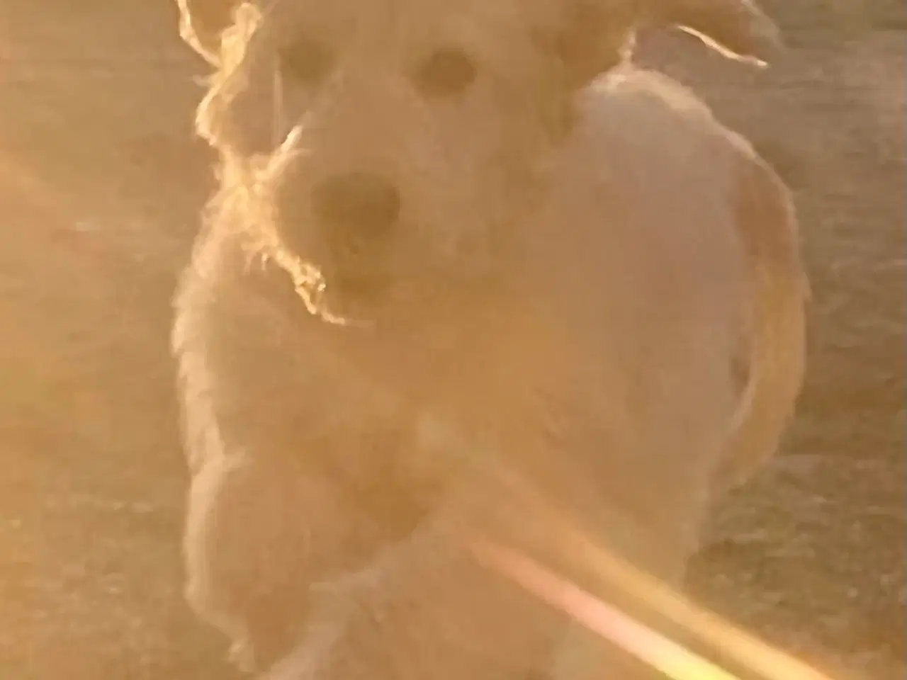 Billede 10 - Goldendoodle-HVALPE