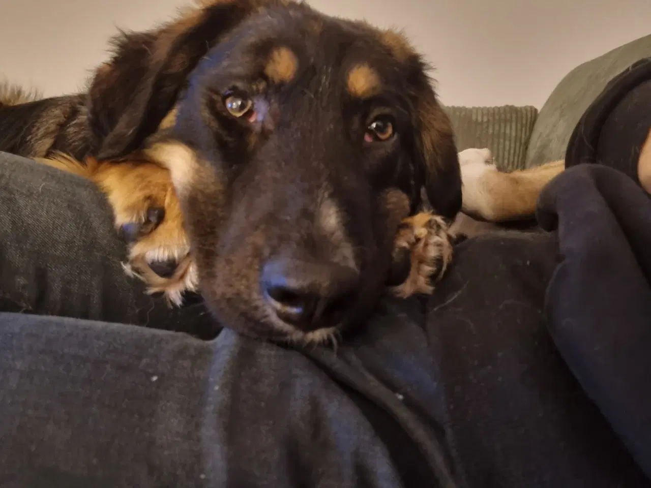 Billede 8 - Basse søger 4ever familie💙