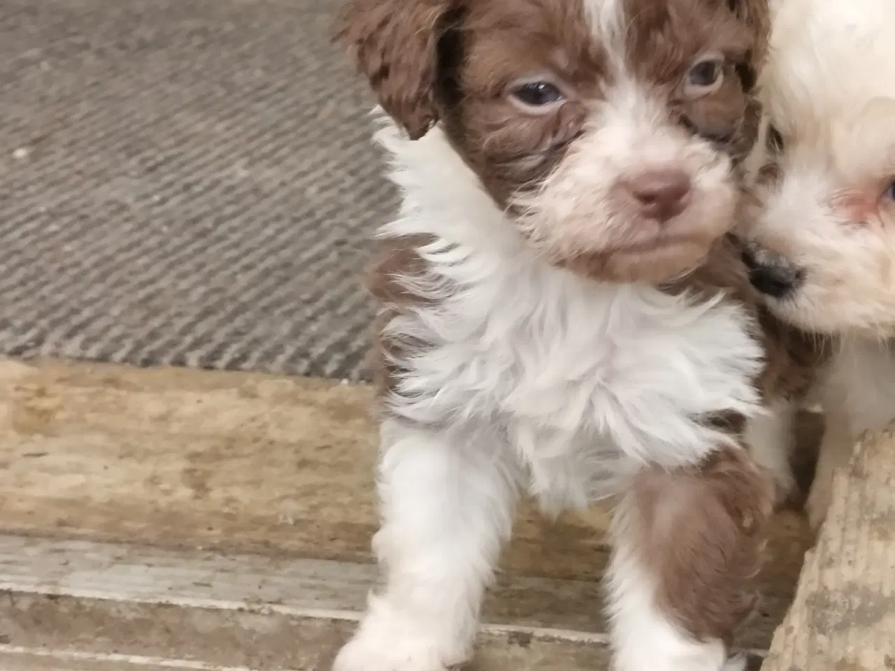 Billede 8 - Aussie/lagotto..lækre krøller 