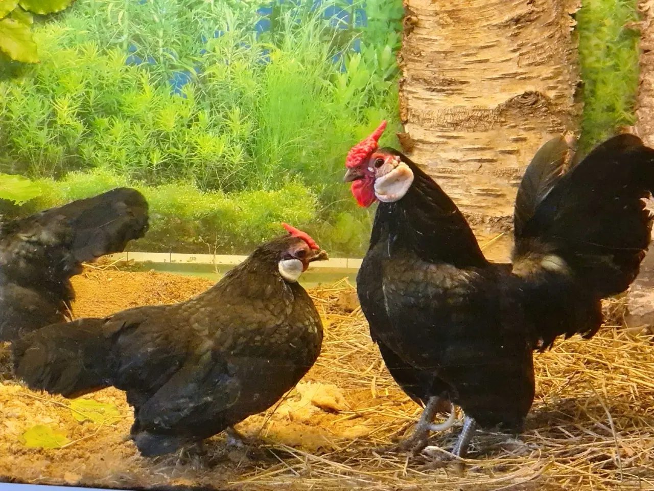 Billede 1 - Sort Bantam dværghøns