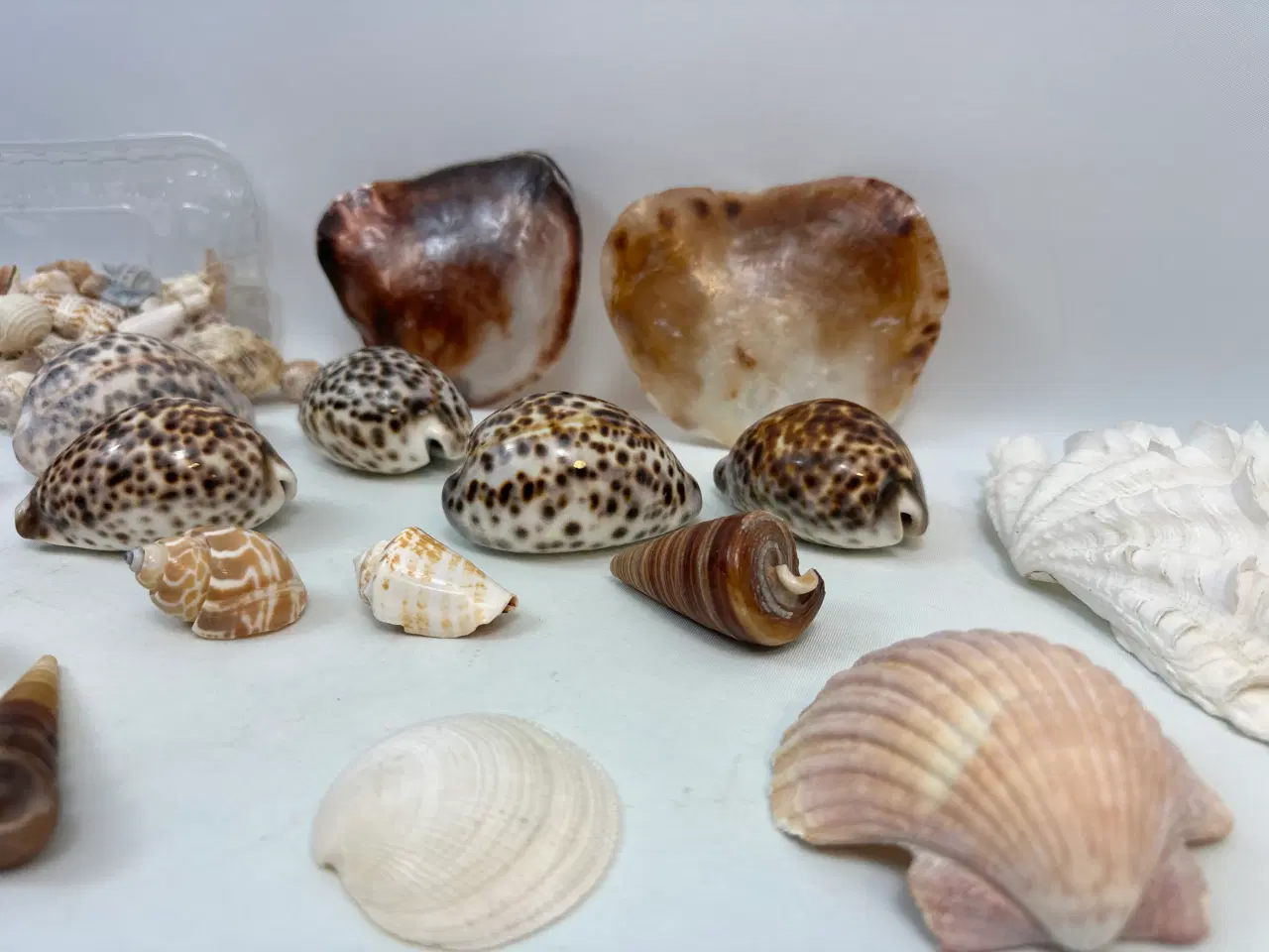 Billede 7 - Stor samling sneglehuse, skaller og konkylier  