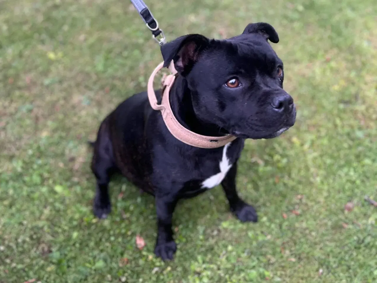 Billede 13 - Engelsk Staffordshirre bullterrier hvalpe 