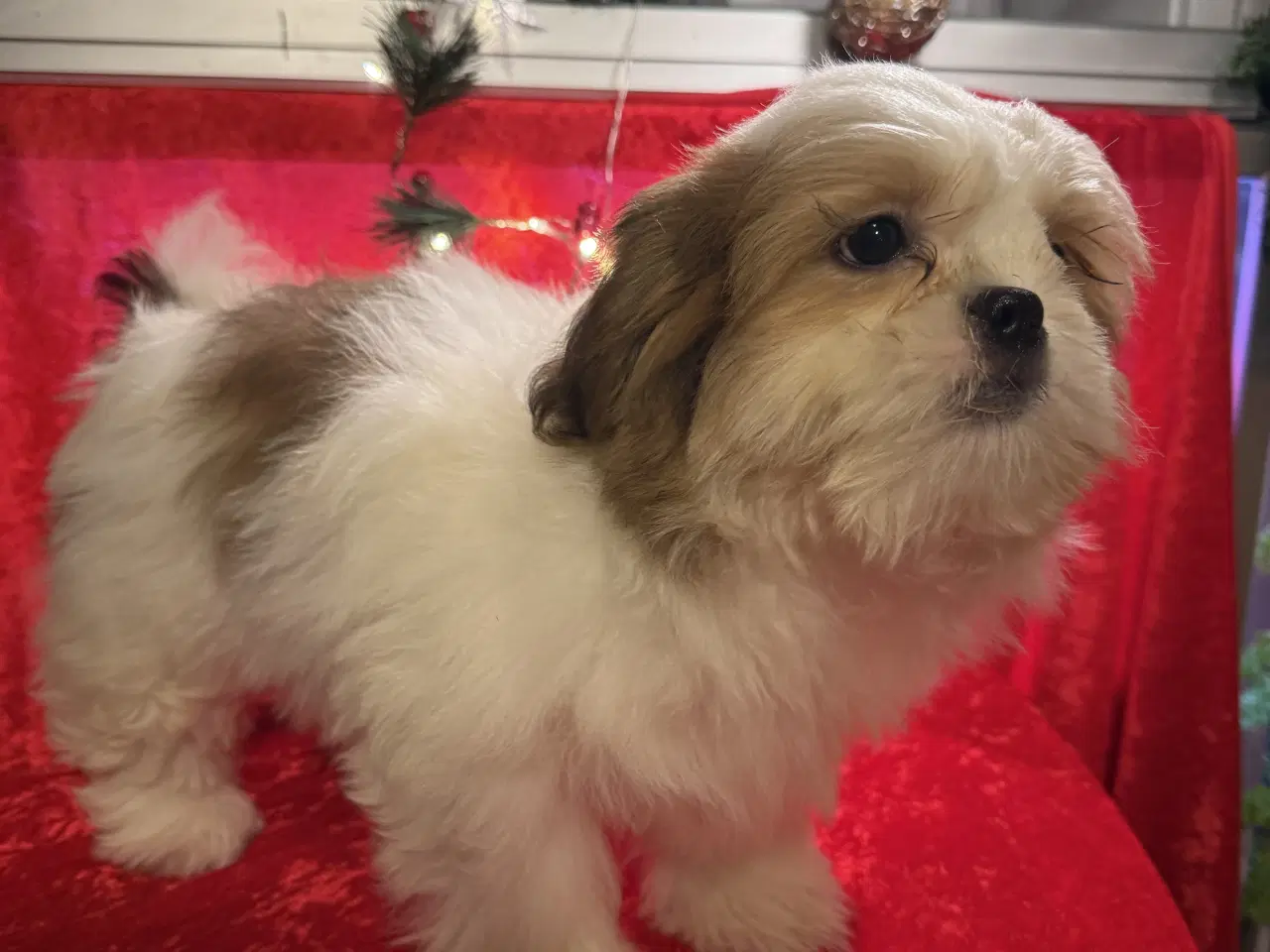 Billede 8 - Shih tzu-mor/ Coton de Tulear-far