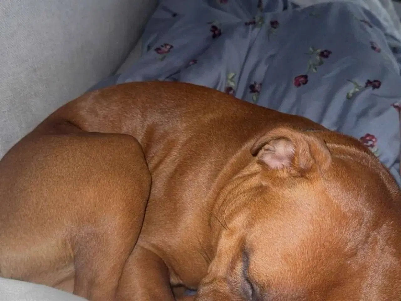 Billede 17 - Staffordshire Bull Terrier han
