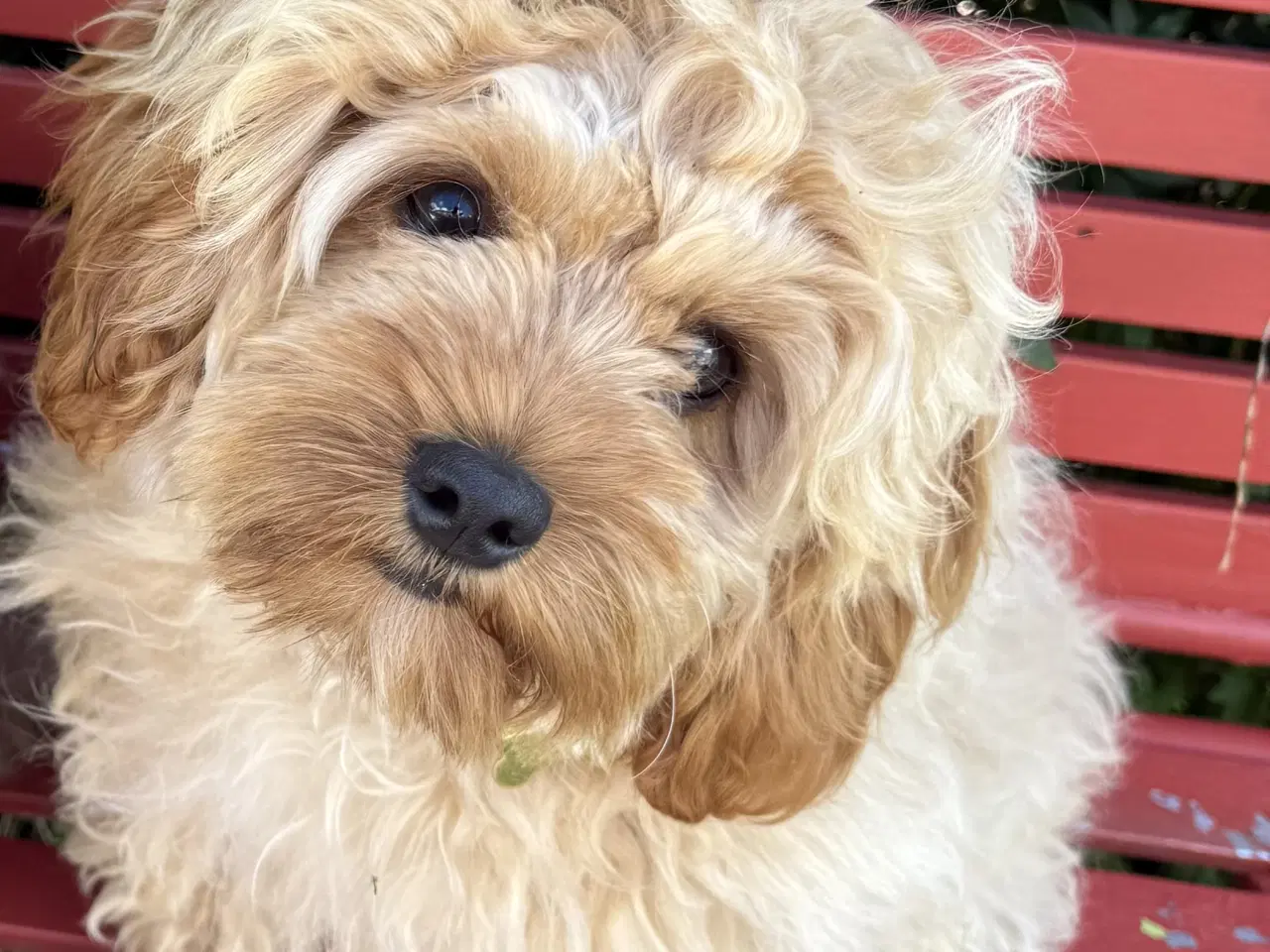 Billede 4 - Cavapoo Far/  Shih tzu-mor/ 