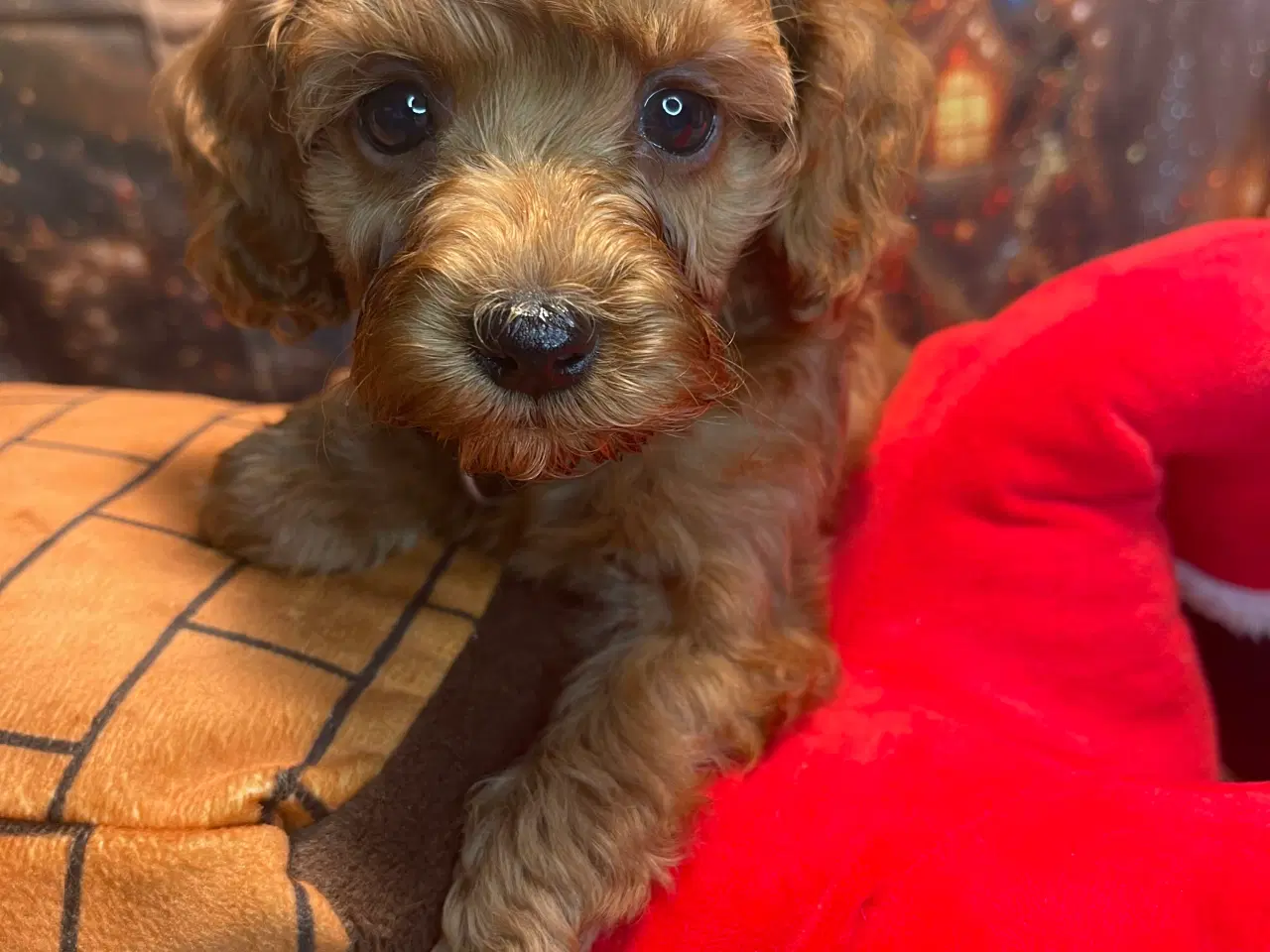 Billede 1 - Mini Amerikansk Cockapoo