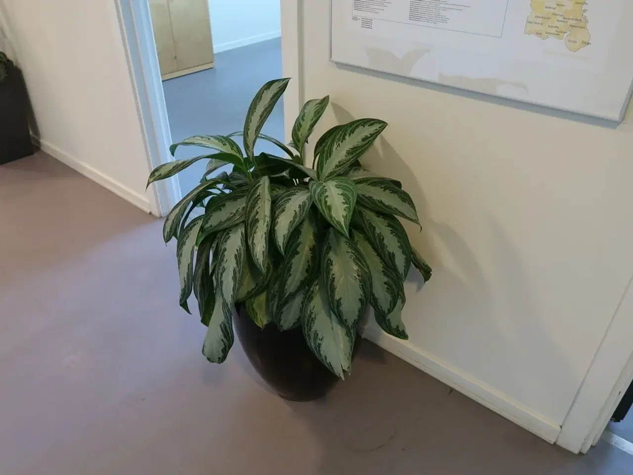 Billede 1 - Plante i krukke samt danmarkskort
