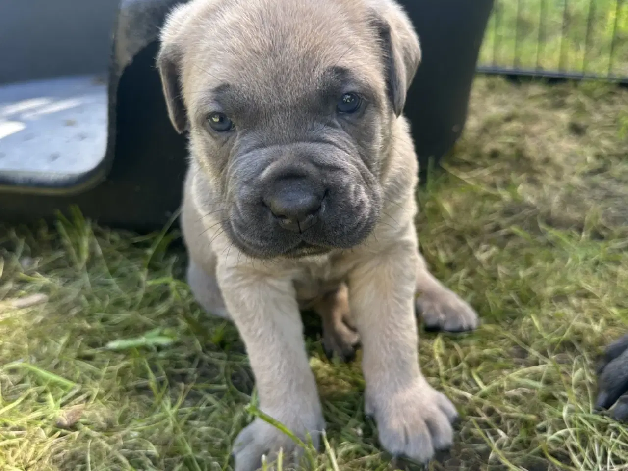 Billede 1 - cane corso Italiano